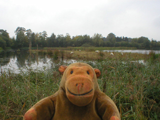 Mr Monkey watching sheep graze on the sheltered lagoon