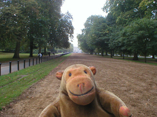 Mr Monkey looking along Rotten Row