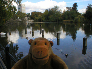 Mr Monkey looking at birds perched on stumps in the Long Water