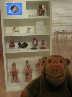 Mr Monkey looking at a case of anatomy models