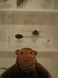 Mr Monkey looking at a case of disease spreading insects