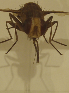 A wax model of a tetse fly
