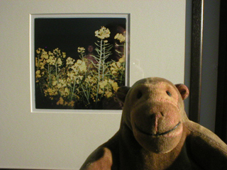 Mr Monkey looking at a photograph by Mark Shearwood