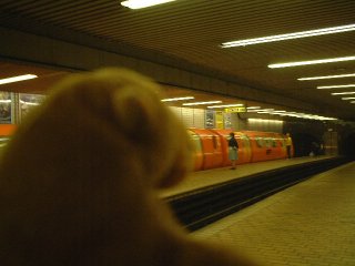 Mr Monkey looking at an underground train
