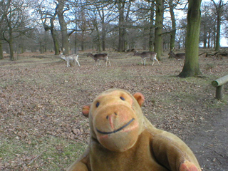 Mr Monkey watching deer at Dunham Massey