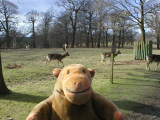 Mr Monkey watching deer at Dunham Massey