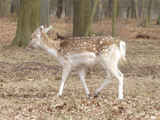 A doe at Dunham massey