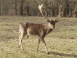 A stag at Dunham massey