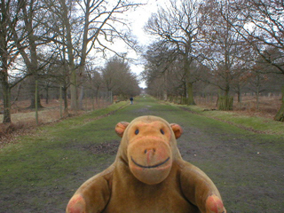 Mr Monkey looking down the main drive at Dunham Massey