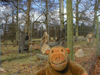 Mr Monkey looking at a pair of wood carvings