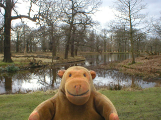 Mr Monkey looking at the Island Pool
