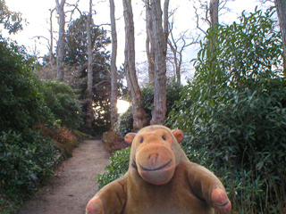 Mr Monkey walking along a narrow path through trees