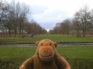 Mr Monkey looking down a drive to the north