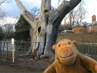 Mr Monkey looking at a 500 year old tree