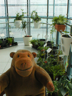 Mr Monkey looking at balcony plants at the pointed end of level 2
