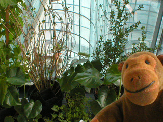 Mr Monkey looking at balcony plants at the pointed end of level 2