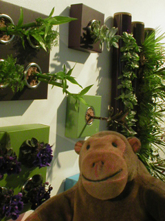 Mr Monkey looking at plants mounted sideways on a wall