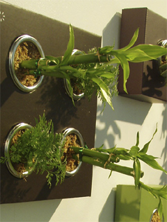 Plants hanging sideways from a wall