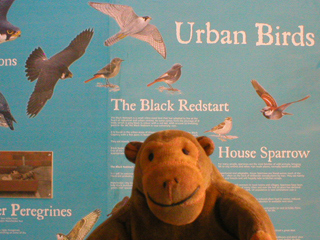 Mr Monkey looking at a display about urban birds
