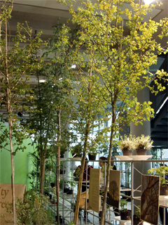 Apple trees on display at Urbis