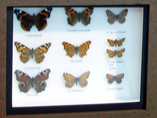 A display case of butterflies