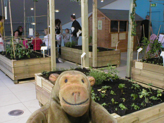 Mr Monkey looking at allotment displays