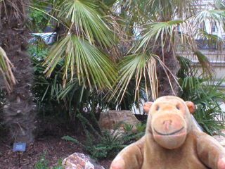 Mr Monkey looking at a chusan palm