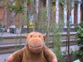 Mr Monkey looking at a willow tree