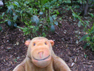Mr Monkey looking at a tea plant