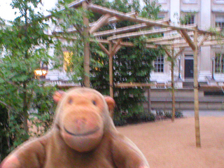 Mr Monkey looking at a trellis draped with wisteria