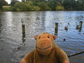 Mr Monkey looking at birds on posts in the Long Water