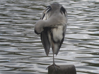 A heron standing on a post in the Long Water