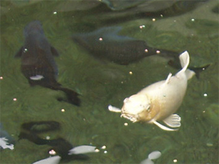 Koi carp in the Thermal Pool