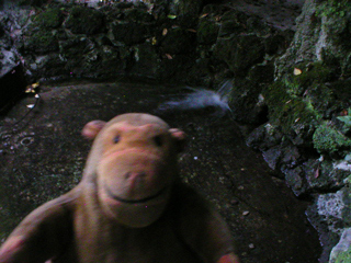 Mr Monkey looking at the pool in the Royal Well