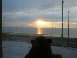 Mr Monkey watching the sun set from his hotel window