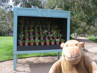 Mr Monkey looking at the Auricula theatre