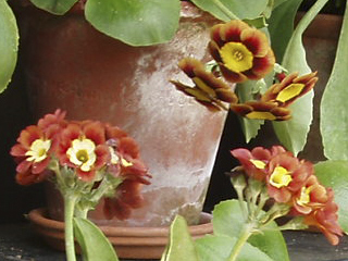 Red primula in the Auricula theatre