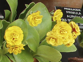 Yellow primula in the Auricula theatre