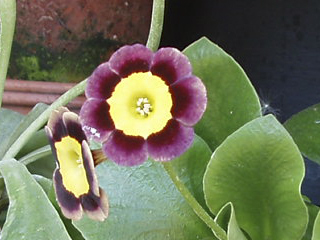 Purple primula in the Auricula theatre