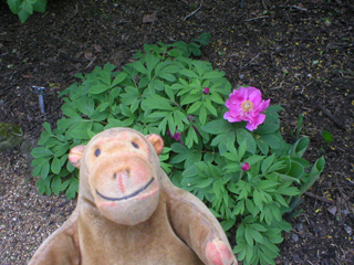 Mr Monkey looking at a bush with pink flowers