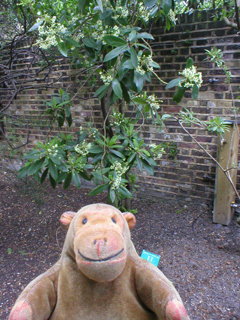 Mr Monkey looking at a Winter's Bark tree