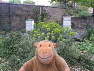 Mr Monkey looking at beehives and Mediterranean woodland plants