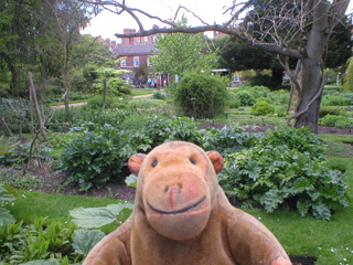 Mr Monkey looking across the Dicotyledon beds