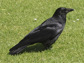 A crow pretending it isn't begging for food