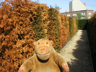 Mr Monkey walking past a multicoloured hedge