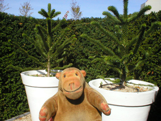 Mr Monkey looking at a pair of monkey puzzle trees