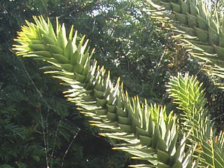 The unpleasant spiky branches of a monkey puzzle tree