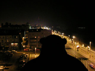 Mr Monkey looking out of the hotel window at night