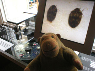 Mr Monkey looking at enlarged carpet mites