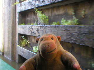 Mr Monkey passing the lower gate of the Pomona Lock